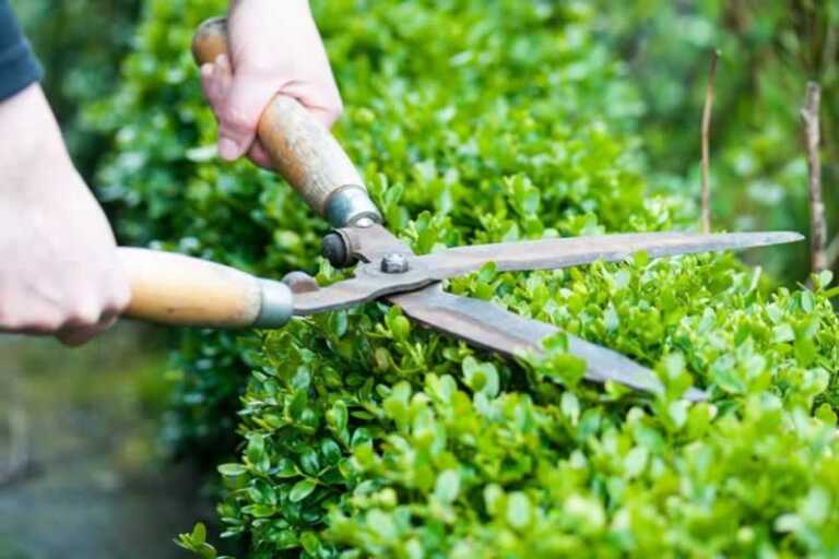 shrub pruning