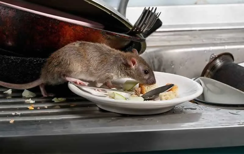 rat in the kitchen