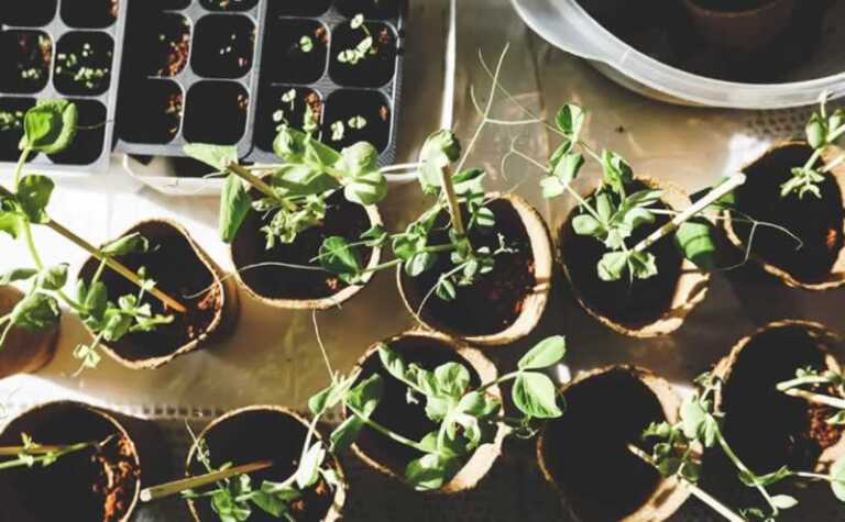 seedlings in pots