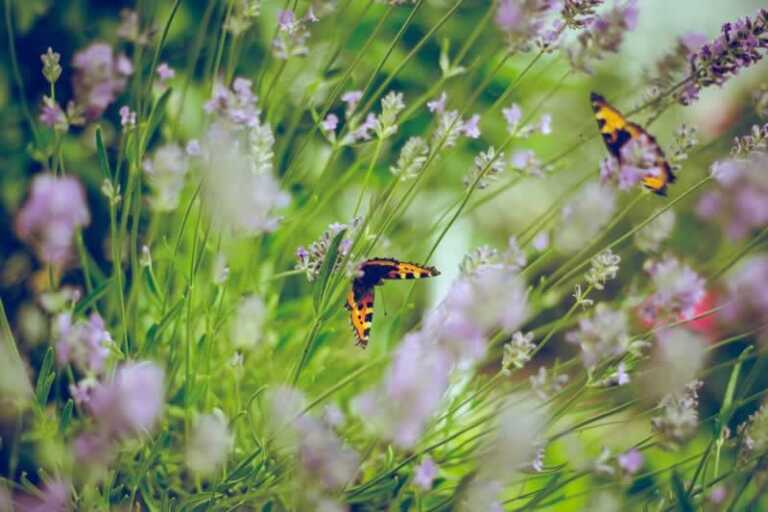 butterflies