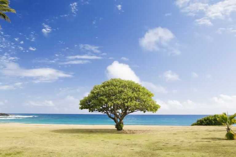 Koa tree