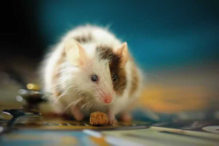 mice