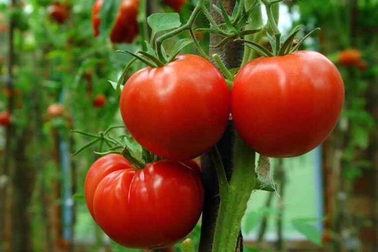 ripe tomatoes