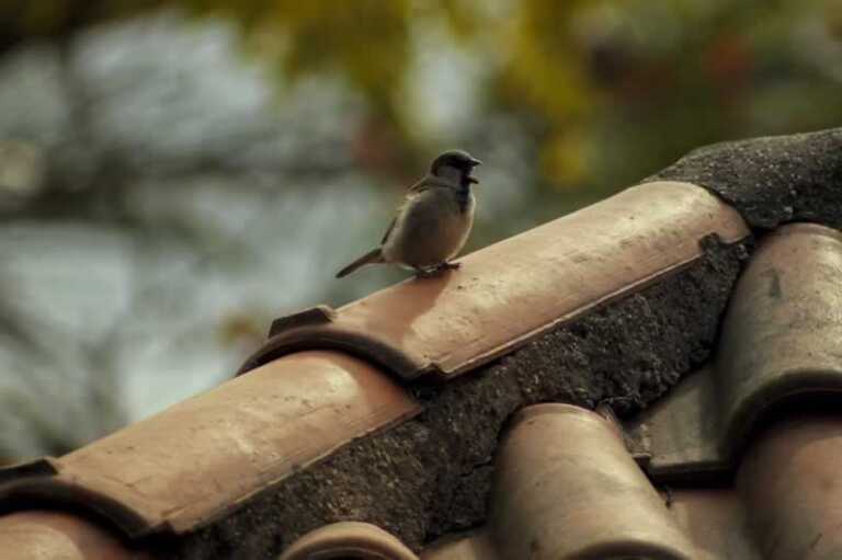 bird on the roof
