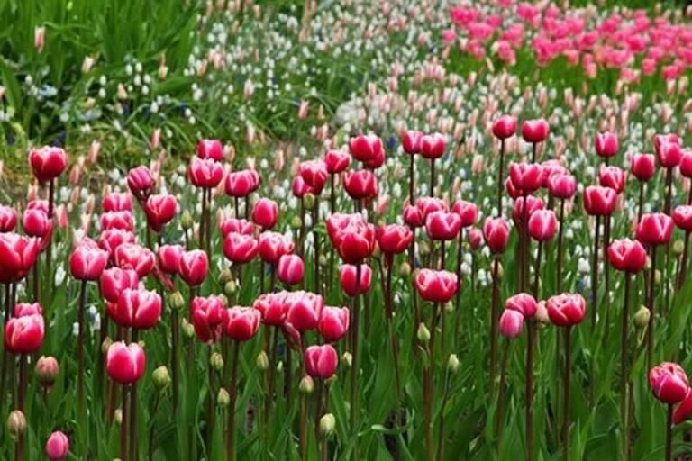 flowers in the garden