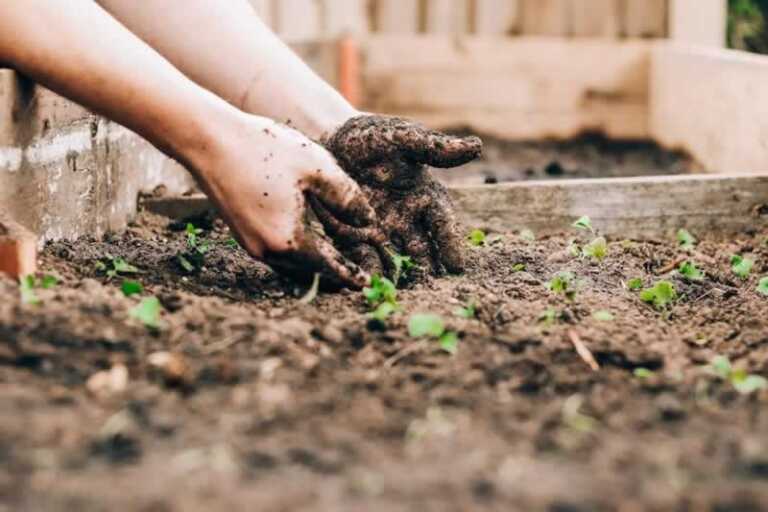 preparing soil for planting