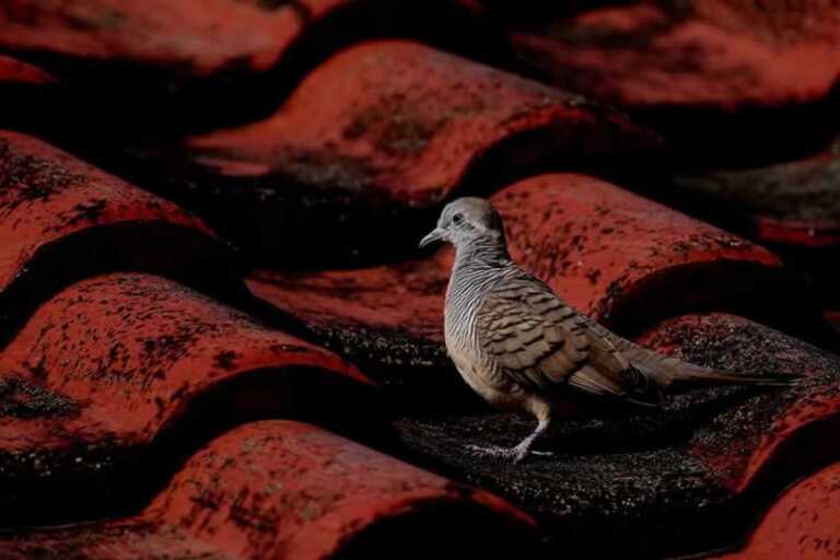 pigeon on the roof