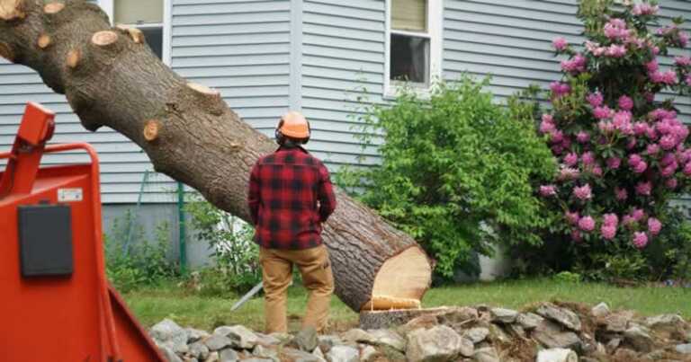 cutting the tree in front of the house