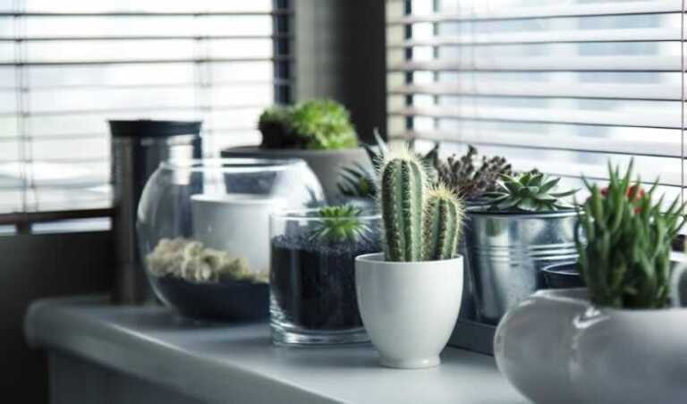 micro garden in the kitchen