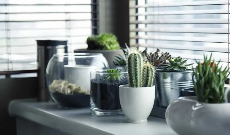 micro garden in the kitchen