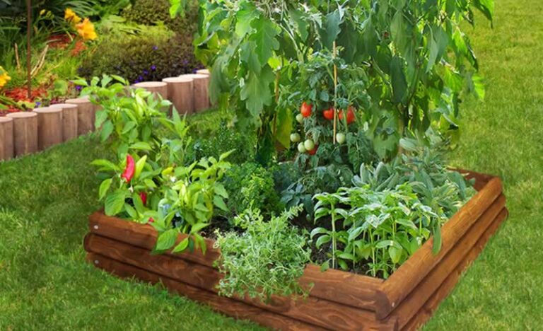 tomatoes companion planting raised bed