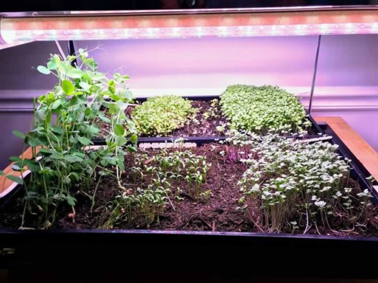 vegetables without sunlight