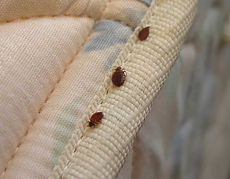 bed bugs on bed