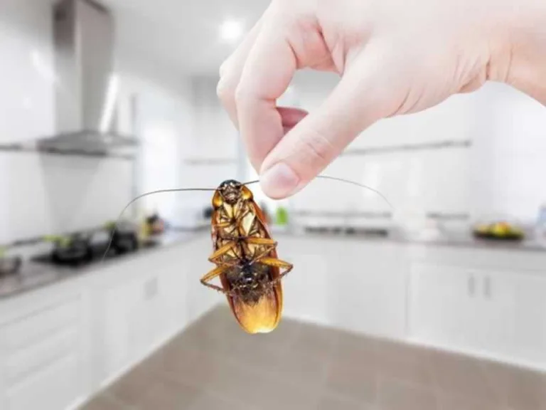 cockroach