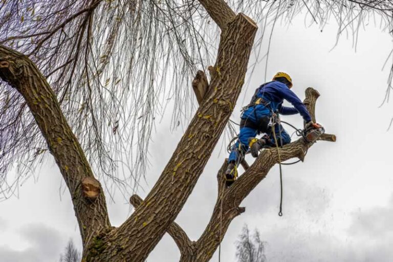 limb removal