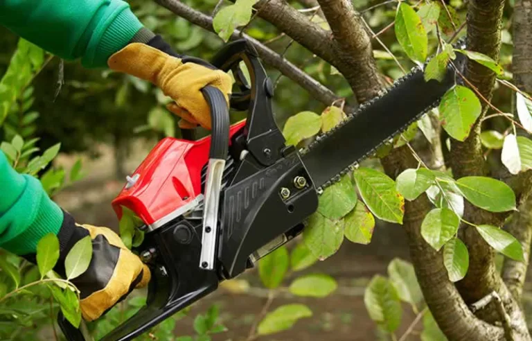 cutting branch