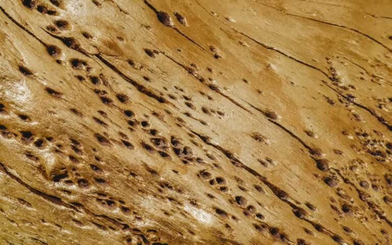 termite damage