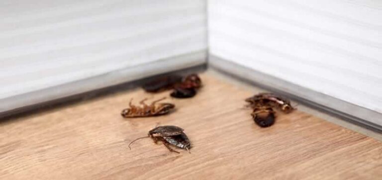 cockroaches