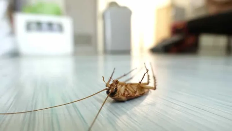 dead cockroach