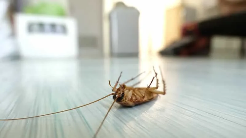 dead cockroach