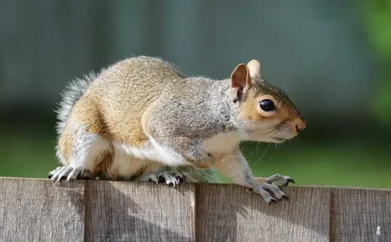 squirrel on the fence