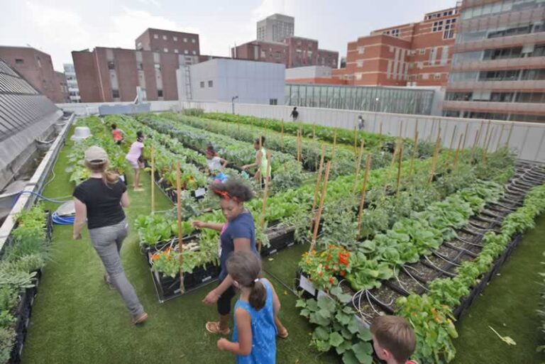 rooftop garden on building