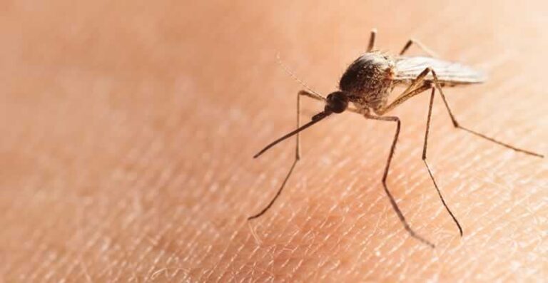 mosquito on skin
