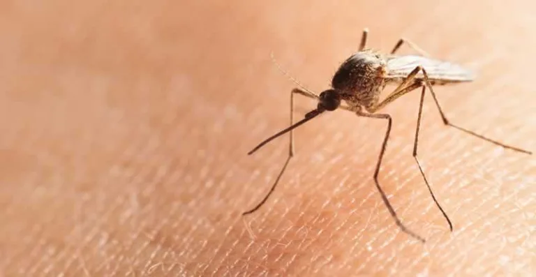 mosquito on skin