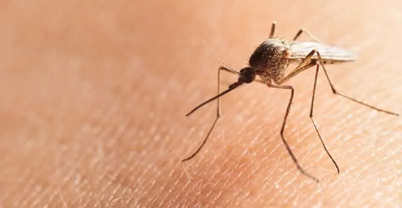 mosquito on skin