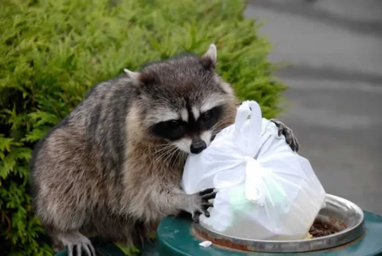 raccoon on the garbage bin