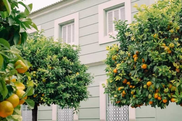fruit trees