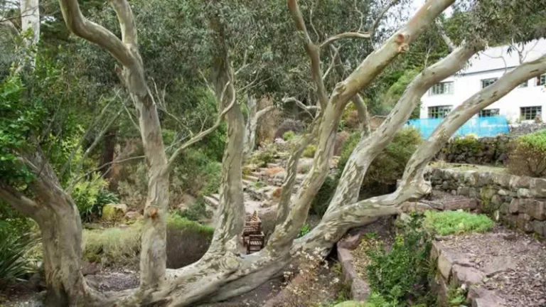 eucalyptus tree in the backyard