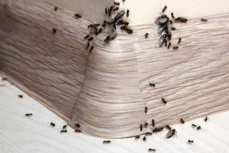 ants