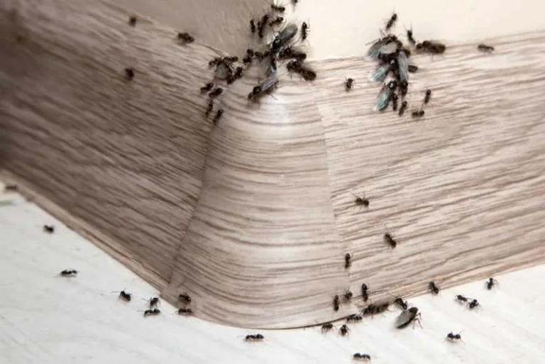 ants