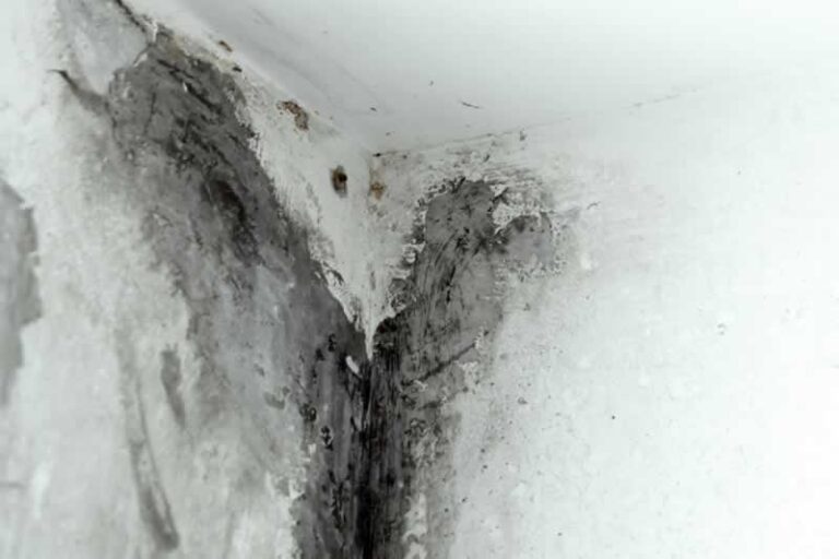 dampness in basement