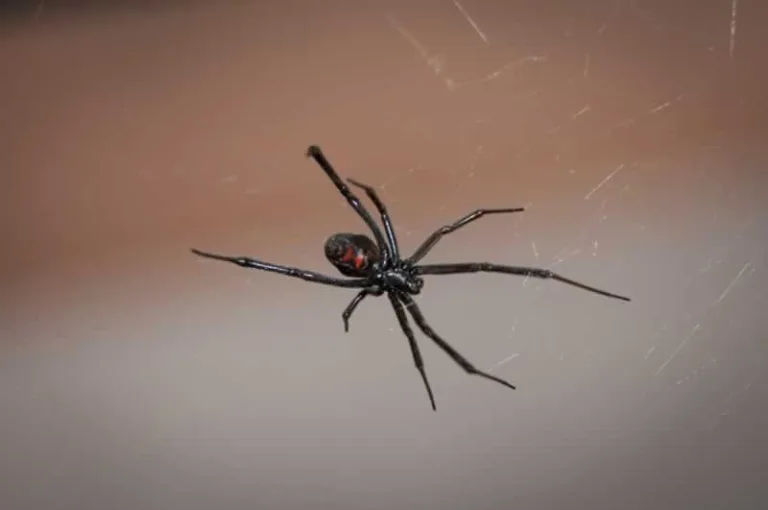 spider web