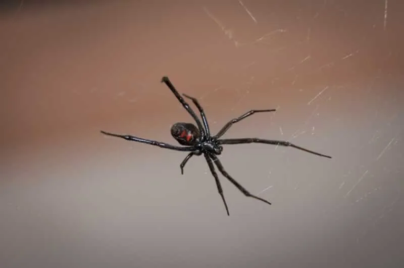 spider web