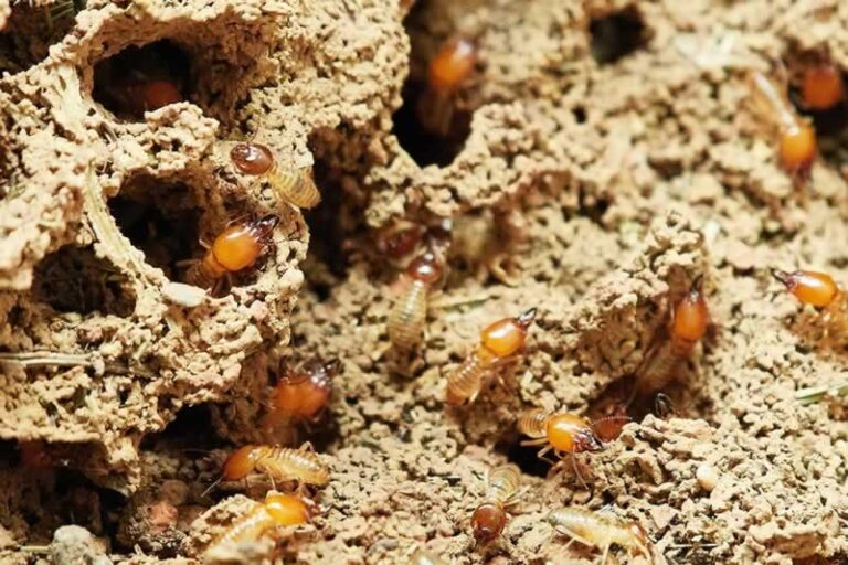 termite tunnels