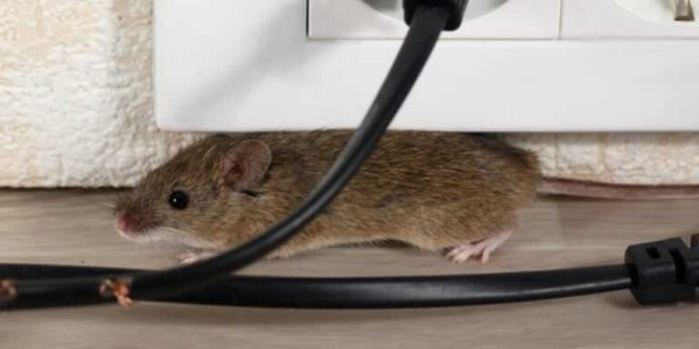 mouse in the house