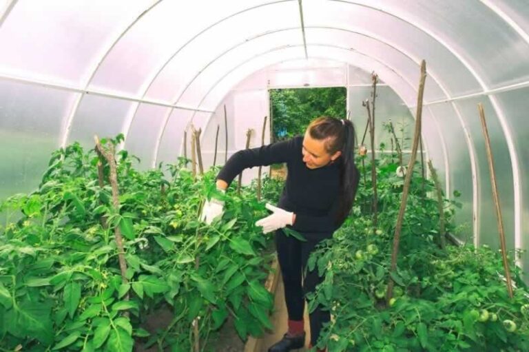 checking for pests in greenhouse
