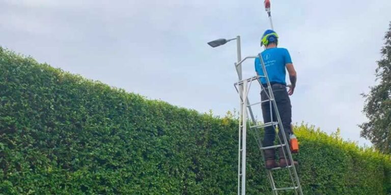 man trimming hedge