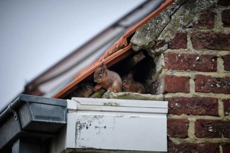 squirrels in the roof