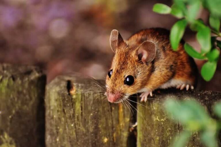mice on fence