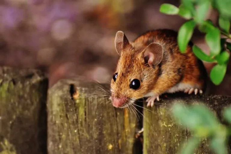 mice on fence