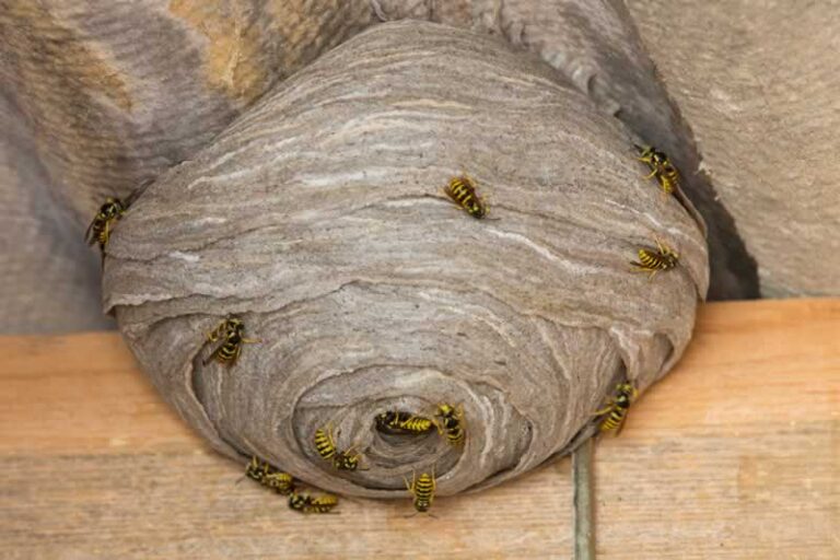 wasp nest