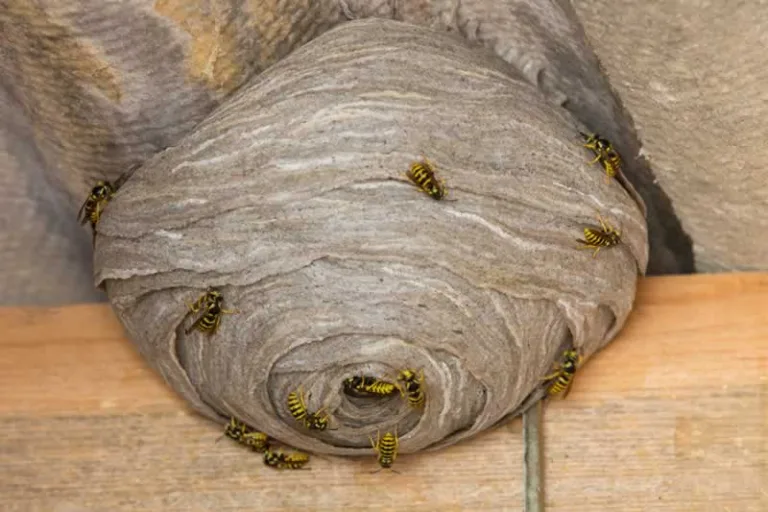 wasp nest