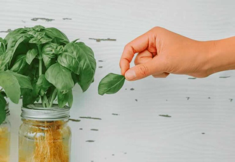 growing basil in a jar