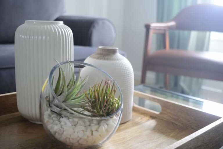 air plant decor