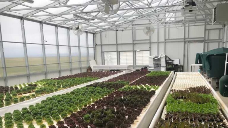 plants in the greehouse