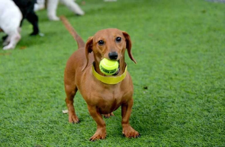 dog holding a ball